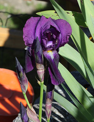 Iris violet ancien - Krimson King