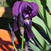 Iris violet ancien - Krimson King