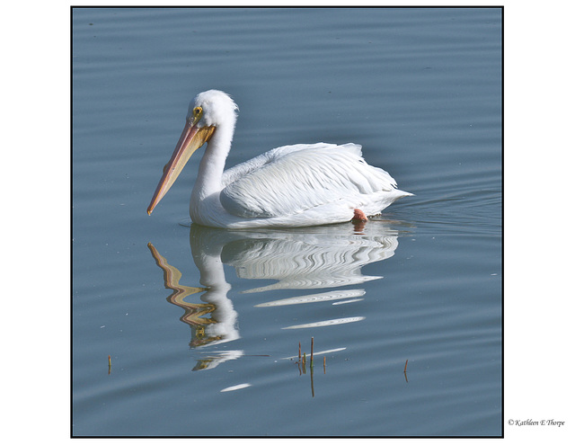 White Pelican and Reflection