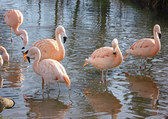 Flamingos