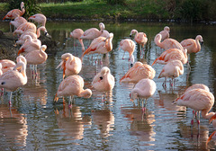 Flamingos