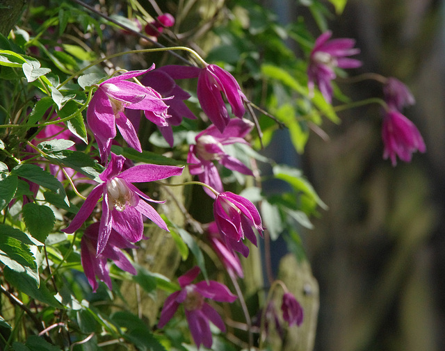 Clematis alpina 'Constance'