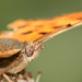 Comma (Polygonia c-album) butterfly head close up