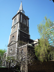 Large fig tree in front of St Botolph's