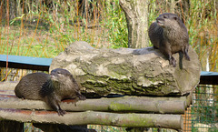 Asian Short-Clawed Otters