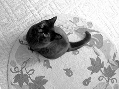 Cat on rug