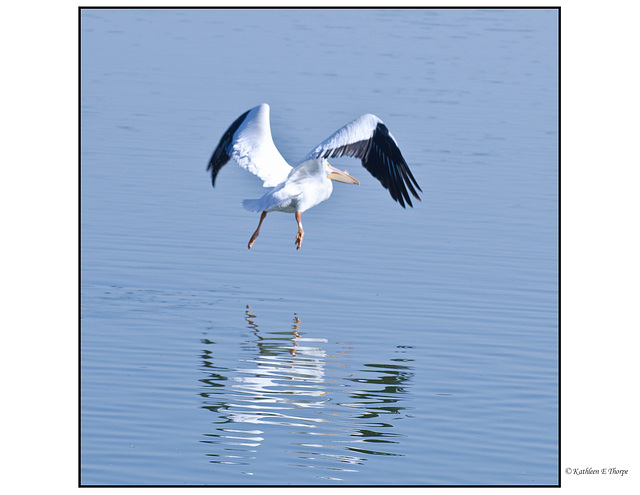 White Pelican Airborne