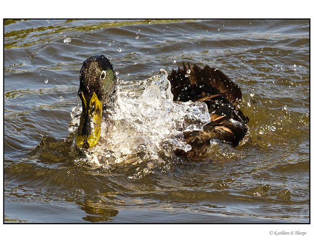 Mallard Splashing