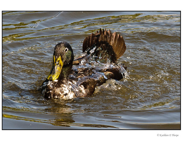 Mallard Splashing