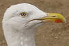 Goéland argenté = Larus argentatus