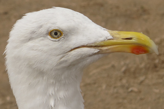 Goéland argenté = Larus argentatus