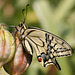 European Swallowtail (Papilio machaon gorganus ) butterfly