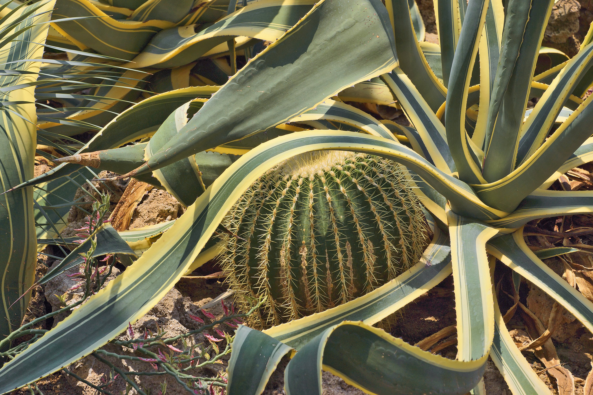 A Prickly Embrace – Phipps Conservatory, Pittsburgh, Pennsylvania