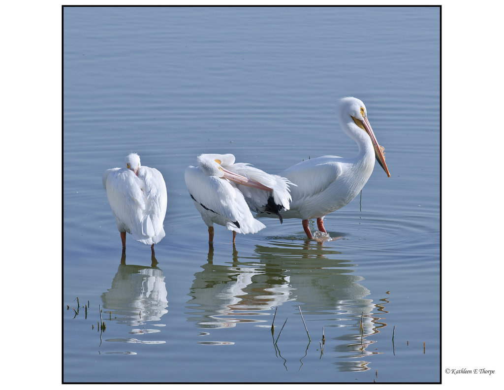 White Pelican Trio