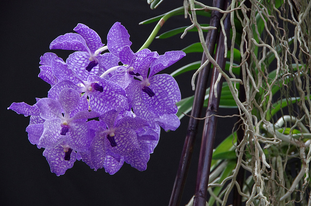 Vanda