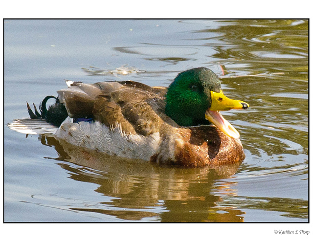 Mallard