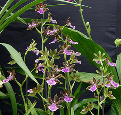 Calanthe