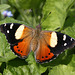 Yellow Admiral (Vanessa itea) butterfly
