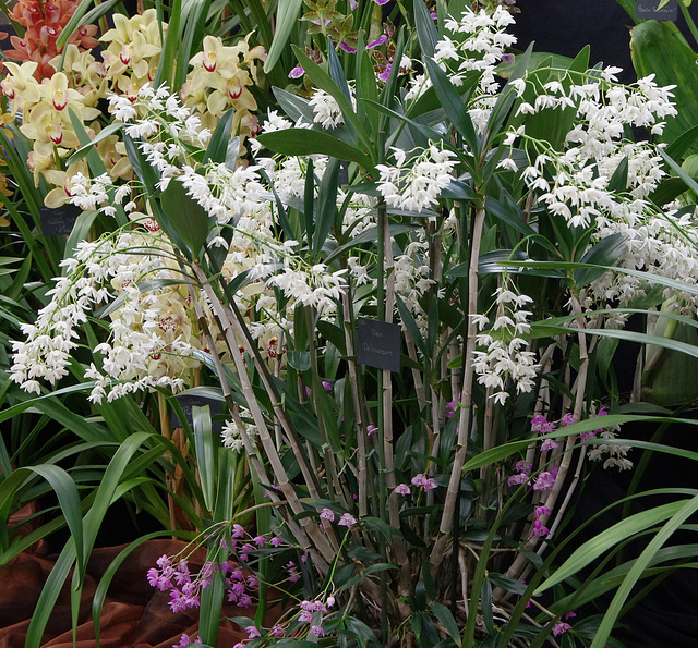 Dendrobium delicatum