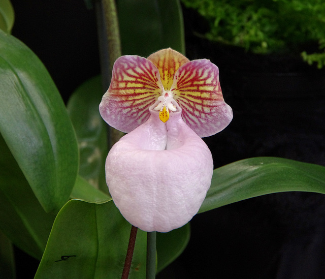 Paphiopedilum micranthum