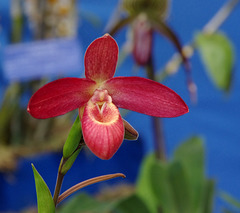 Phragmipedium