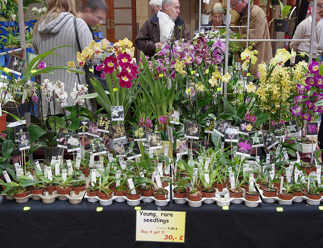 in tiny pots