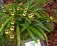 Oncidium eurycline