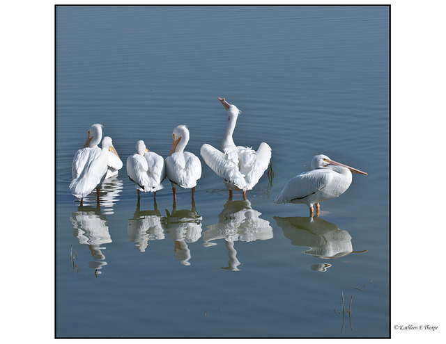 White Pelican First Line-up
