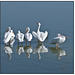 White Pelican First Line-up