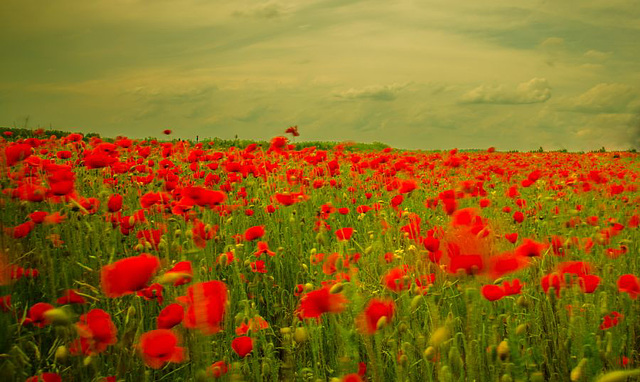 Coquelicot