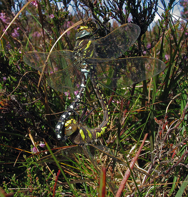 Common Hawkers