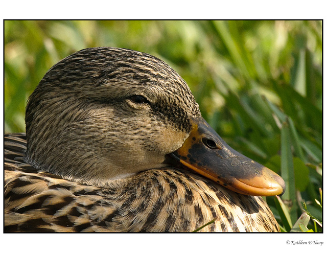 Unknown Duck