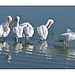 White Pelican Second Line-up