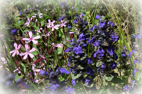 Ajuga reptans