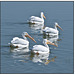 White Pelican Fishing Buddies