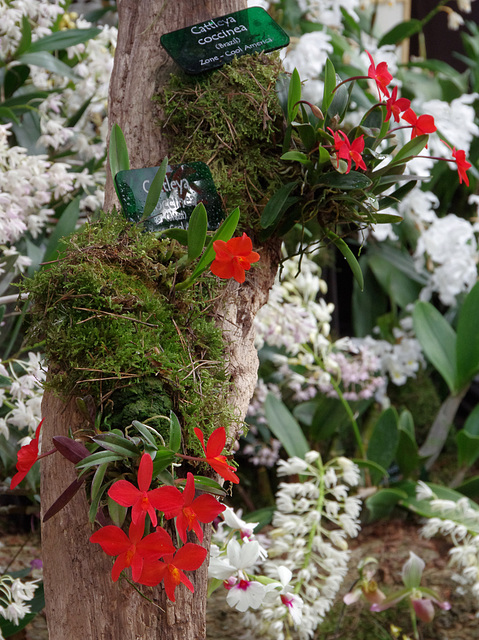 Cattleya coccinea