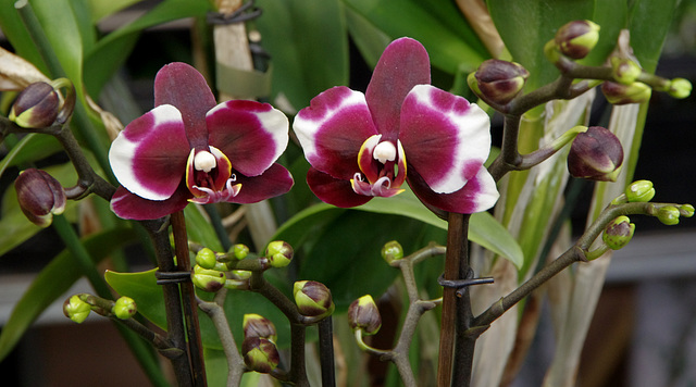 cute-faced phalaenopsis