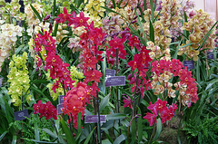 McBean's Odontiodas and Cymbidiums