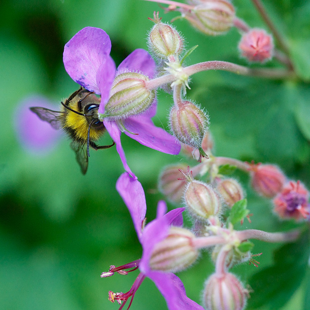 Bee on purple flower