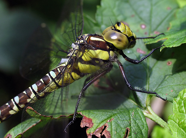 Southern Hawker