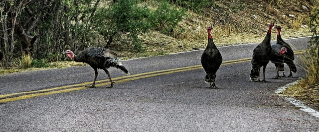 Wild Turkeys