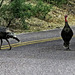 Wild Turkeys