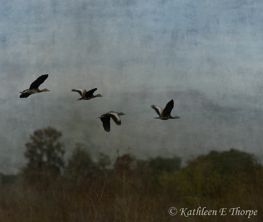 Whistling Ducks in Flight - Flypaper Texture