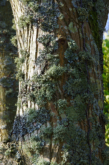 lovely lichen