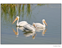 White Pelican Second Trio