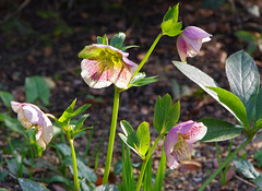 It's hellebore heaven at Denman's