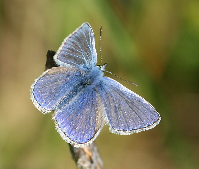Common Blue (Polyommatus icarus) butterfly