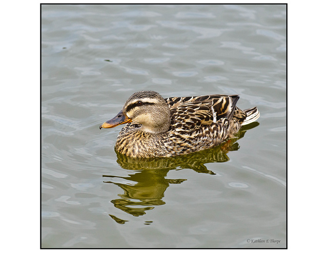 Mallard Hen