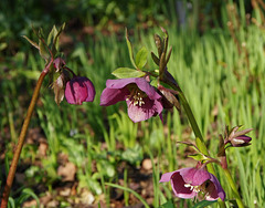 It's hellebore heaven at Denman's