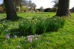 crocuses, daffodils at Denmans